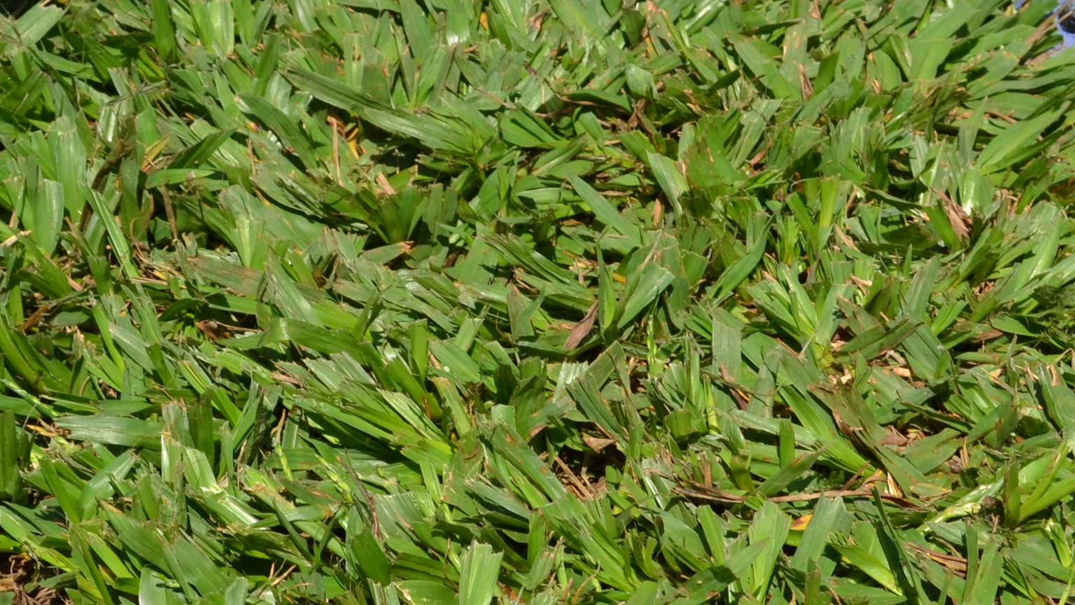 Grama Batatais Batatas